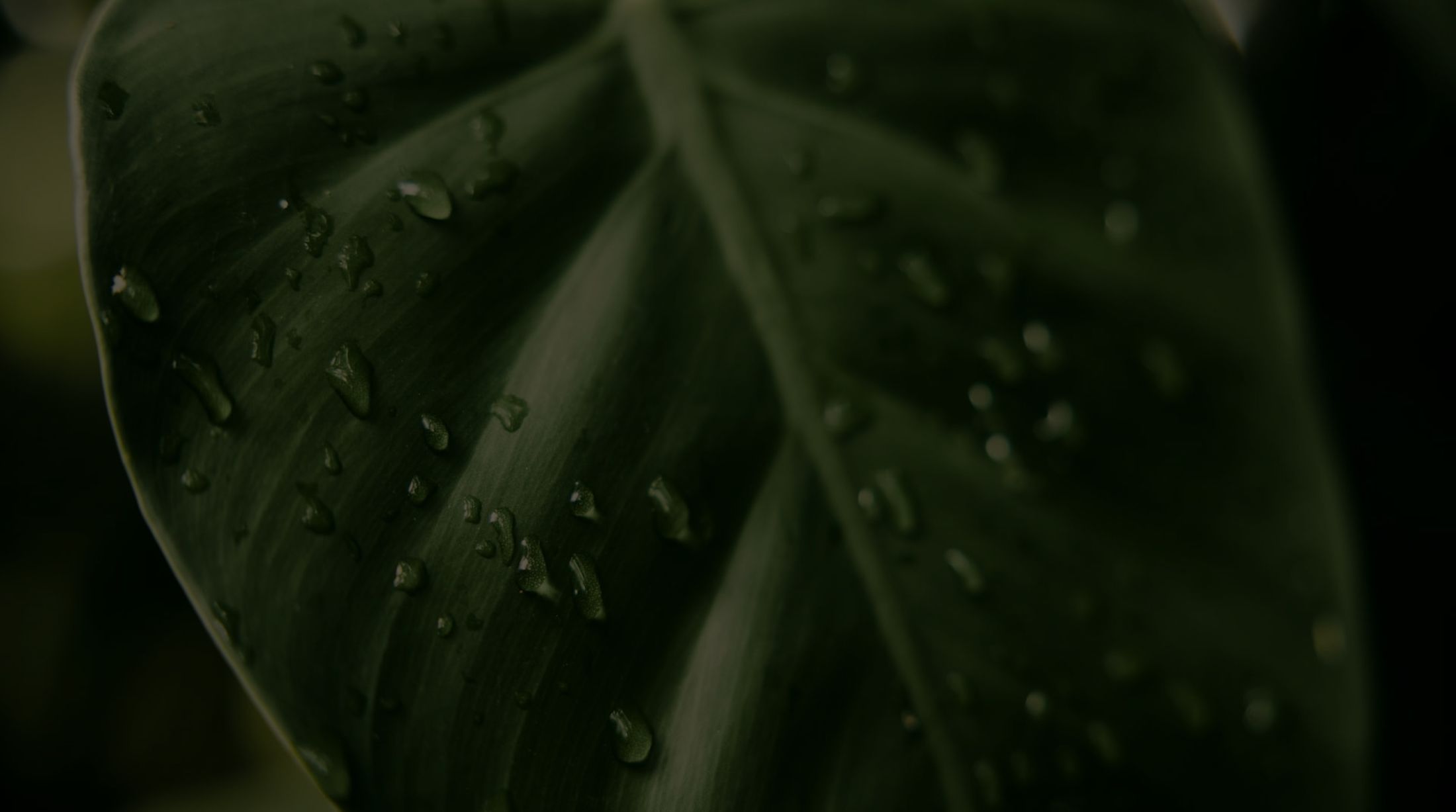 Close-up of a leaf with water droplets.