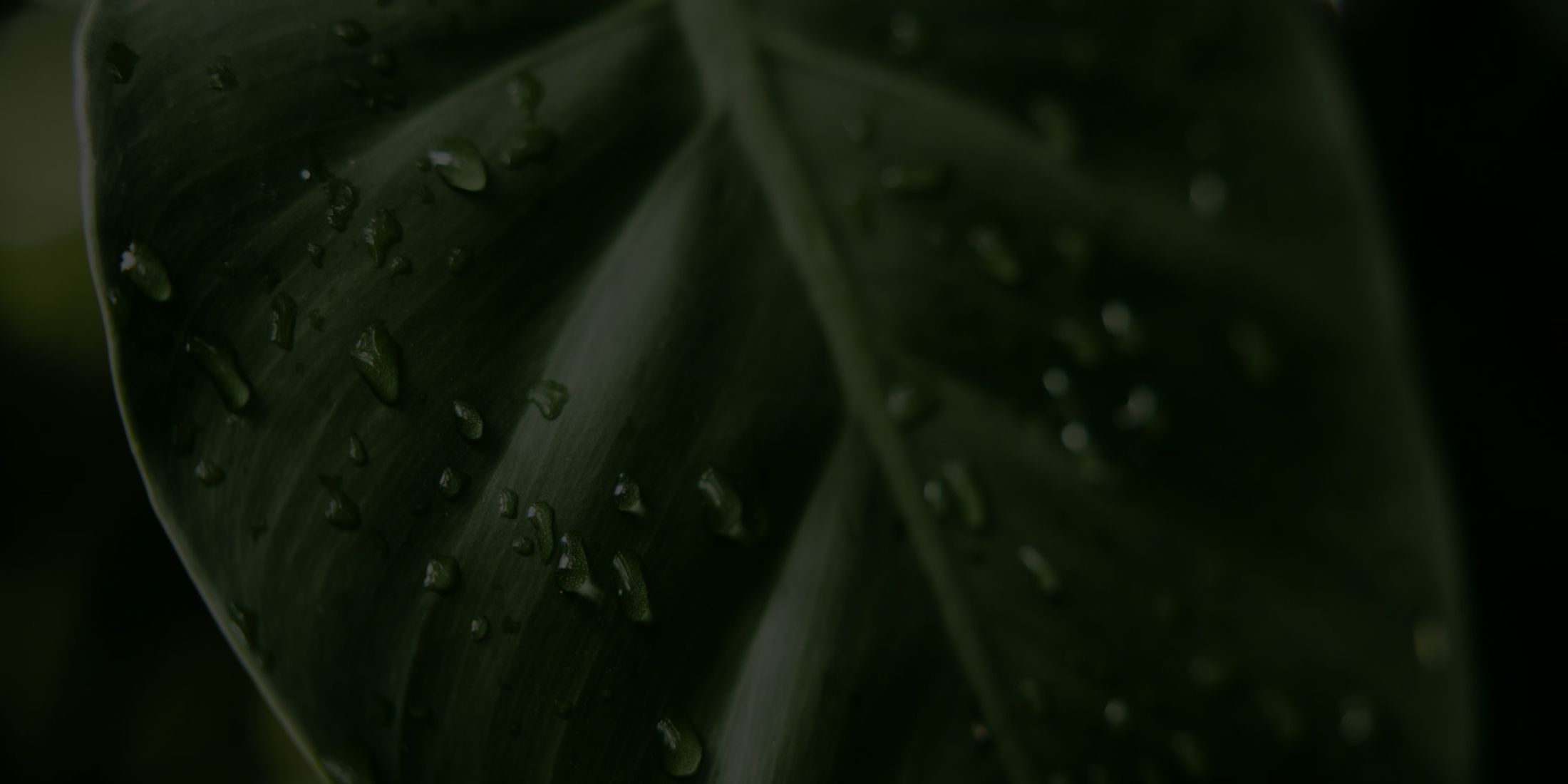 Close-up of a leaf with water droplets.